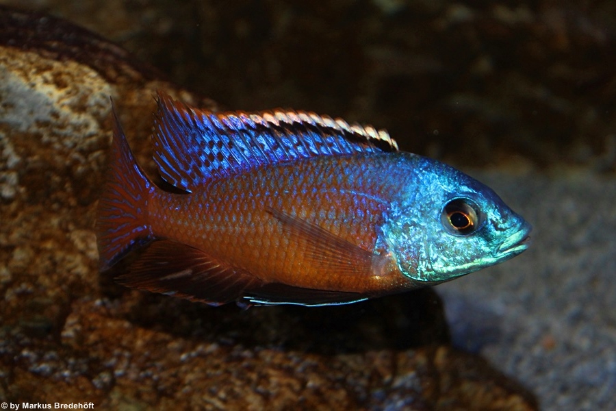 Protomelas taeniolatus